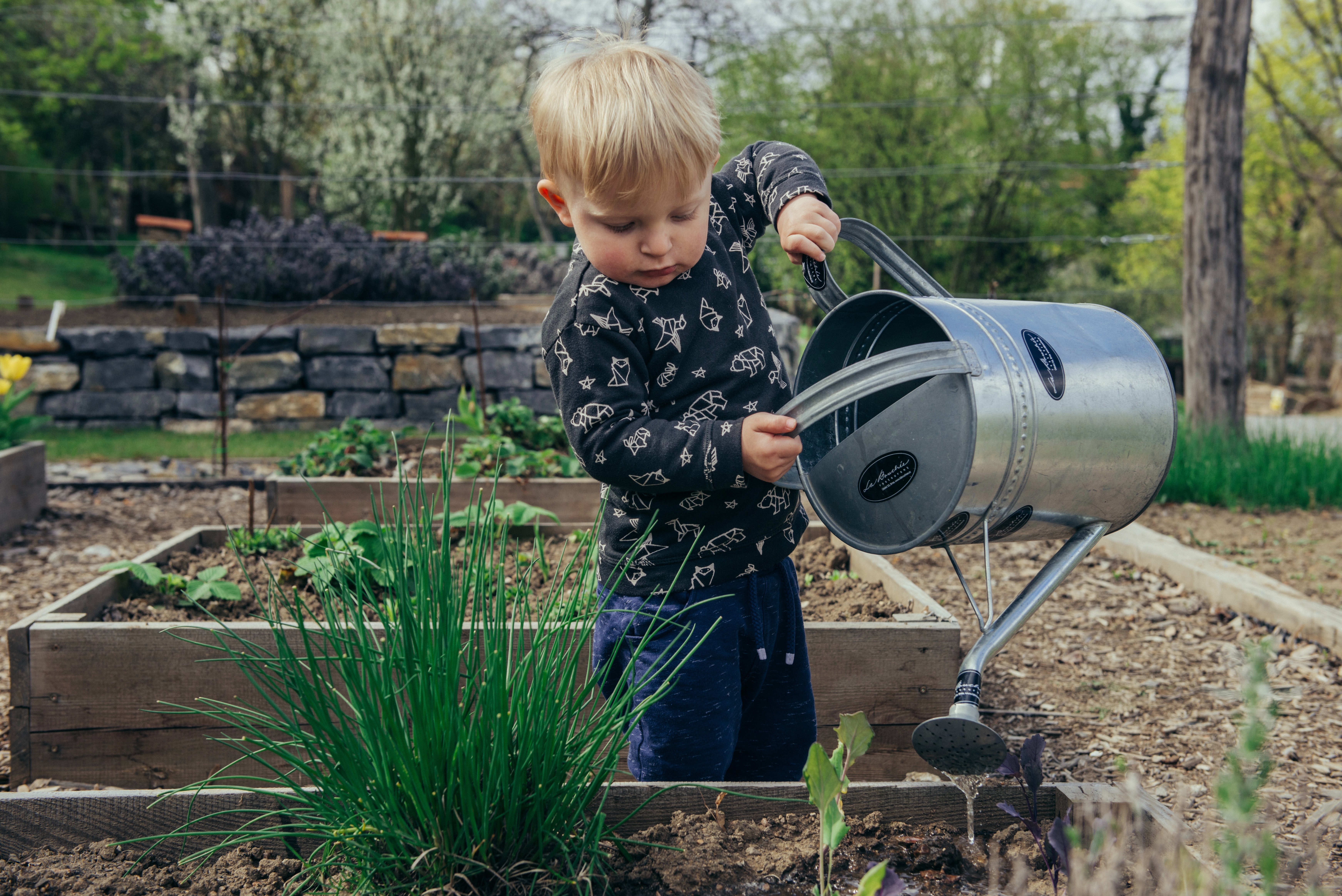 A young child using a large watering can on a trough of plants.